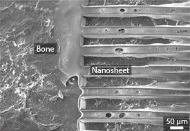 Microgrooved nanosheet adhered to the surface of a bone.