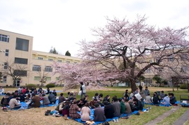Cherry-blossom viewing