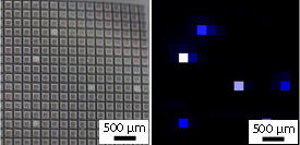 個々のセンサ上に置かれた胚様体の光学イメージ（左）と、今回開発されたチップデバイスを用いて検出された胚様体の電気化学イメージ（右）。