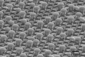 Fig. 1: Scanning electron microscopy image of a biomimetic surface composed of hydrophilic metal domes and hydrophobic polymer spikes. Fig. 1: Scanning electron microscopy image of a biomimetic surface composed of hydrophilic metal domes and hydrophobic polymer spikes.