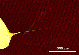 図1: フレキシブルな金属ガラスナノワイヤの電子顕微鏡像。左側に見えるのは、ナノワイヤが引き出された金属ガラスリボンサンプル。中央のナノワイヤの自由端は、正弦波のようなパターンで振動している様子がとらえられている。