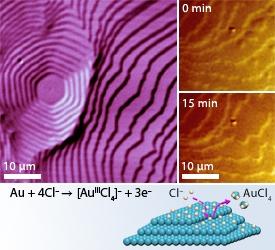 Fig. 1: (Upper) LCM-DIM images of an atomically terraced gold surface. Images on the right show the atomic etching of the island and terrace edges while the surface is immersed in etchant. (Lower) Etching proceeds by the reaction of chlorine ions (Cl–) with gold atoms (Au) to produce free gold–chloride complexes (AuCl4) and electrons (e–).