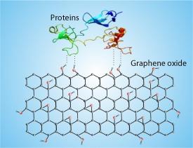 酸化グラフェンと細胞タンパク質の非共有結合性相互作用の概略図