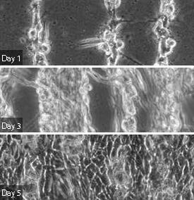 By using a GelMA scaffold, precisely positioned cells are able to grow over several days of culture.