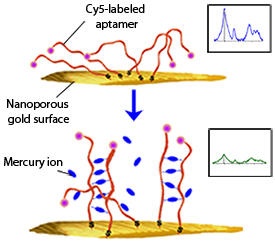 Within the sensor, mercury ions cause aptamers to bind together in pairs, pulling the cyanine 5 (Cy5) fluorescent tags away from the gold surface and therefore changing the intensity of the Raman signal (inset graphs). Within the sensor, mercury ions cause aptamers to bind together in pairs, pulling the cyanine 5 (Cy5) fluorescent tags away from the gold surface and therefore changing the intensity of the Raman signal (inset graphs).
