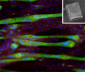 高分子ナノ薄膜上で集合した分化筋細胞(青色および緑色)。挿入図は、微細パターンを形成した自己支持性ナノ薄膜(1 cm2)を示す。