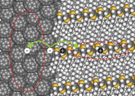 バッキーボール（左）と高分子鎖（右）からなる有機太陽電池。電池の高効率化にとって重要なのは、電子（白丸にマイナス記号）と正孔（黒丸にプラス記号）が分離して、対向するコンタクト電極まで移動する過程である。