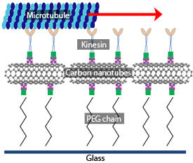 ガラス板に取り付けた多層カーボンナノチューブ（MWCNT）は、キネシン分子モーターで動く微小管ベルトコンベアーのレールとしての役割を果たす。