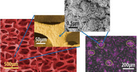 A gold film that is porous on both a macroscale and a nanoscale has been used to realize a highly sensitive biosensor for detecting superoxide anions released by muscles. The pink regions in the fluorescence image on the far right indicate the nuclei of superoxide-releasing muscle cells.