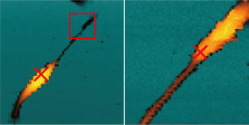 After imaging the target cell, the team used the resulting map to take one messenger RNA sample from near the nucleus (left) and one from the cell’s periphery (right; expanded image of the red box in the left image). The red crosses indicate the sampling points.