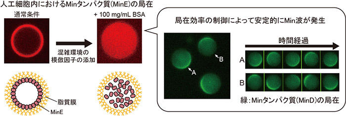 人工細胞内におけるMinタンパク質（MinE）の局在